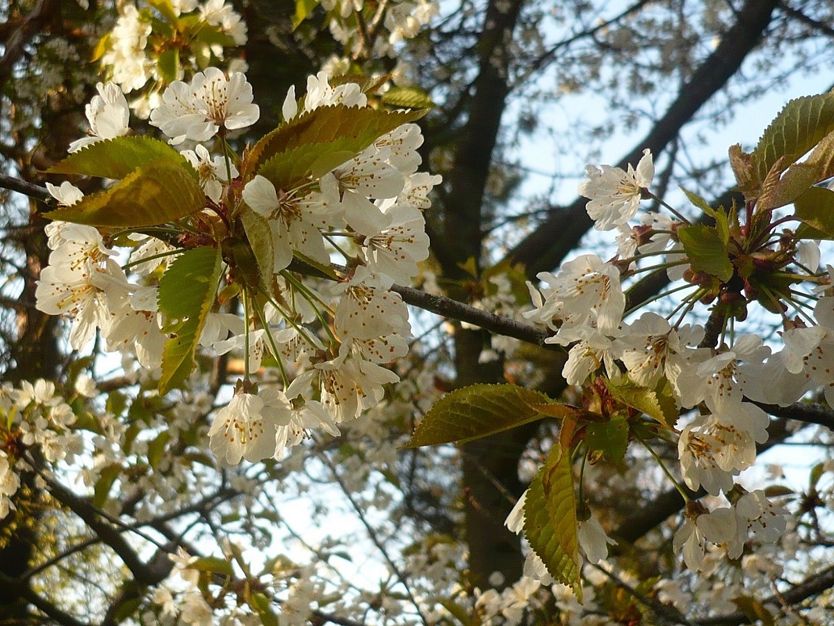 Prunus avium (Rosaceae)